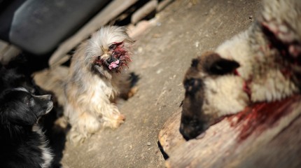 Moments of Truth – Silence Of The Lambs © Photography by Narcis Virgiliu