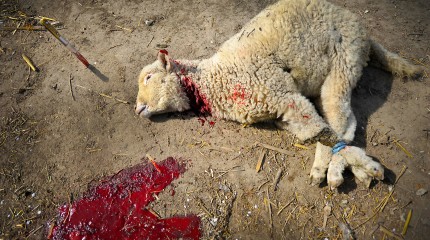 Moments of Truth – Silence Of The Lambs © Photography by Narcis Virgiliu