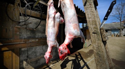 Moments of Truth – Silence Of The Lambs © Photography by Narcis Virgiliu