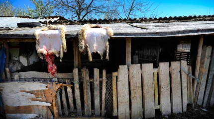 Moments of Truth – Silence Of The Lambs © Photography by Narcis Virgiliu