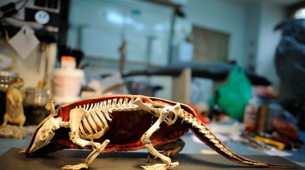 Moments of Truth – Radu Pana: The Taxidermist © Photography by Narcis Virgiliu