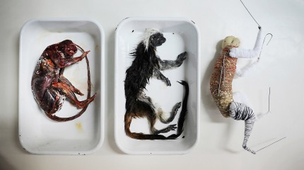 Moments of Truth – Radu Pana: The Taxidermist © Photography by Narcis Virgiliu
