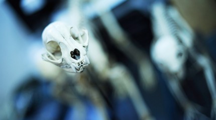 Moments of Truth – Radu Pana: The Taxidermist © Photography by Narcis Virgiliu