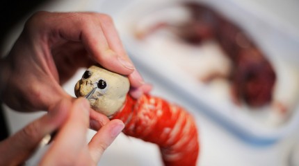 Moments of Truth – Radu Pana: The Taxidermist © Photography by Narcis Virgiliu