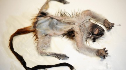 Moments of Truth – Radu Pana: The Taxidermist © Photography by Narcis Virgiliu