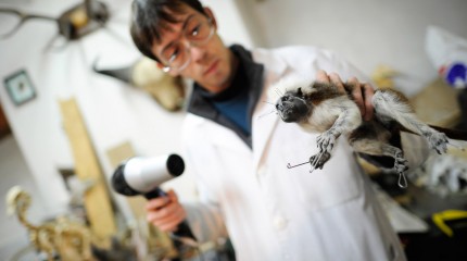 Moments of Truth – Radu Pana: The Taxidermist © Photography by Narcis Virgiliu