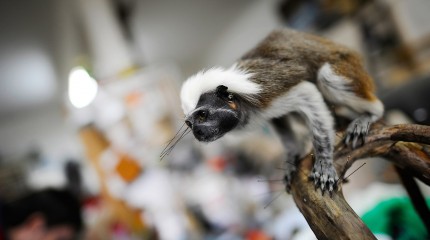 Moments of Truth – Radu Pana: The Taxidermist © Photography by Narcis Virgiliu