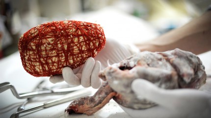 Moments of Truth – Radu Pana: The Taxidermist © Photography by Narcis Virgiliu