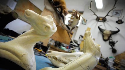 Moments of Truth – Radu Pana: The Taxidermist © Photography by Narcis Virgiliu