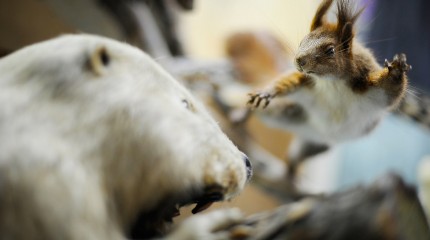 Moments of Truth – Radu Pana: The Taxidermist © Photography by Narcis Virgiliu