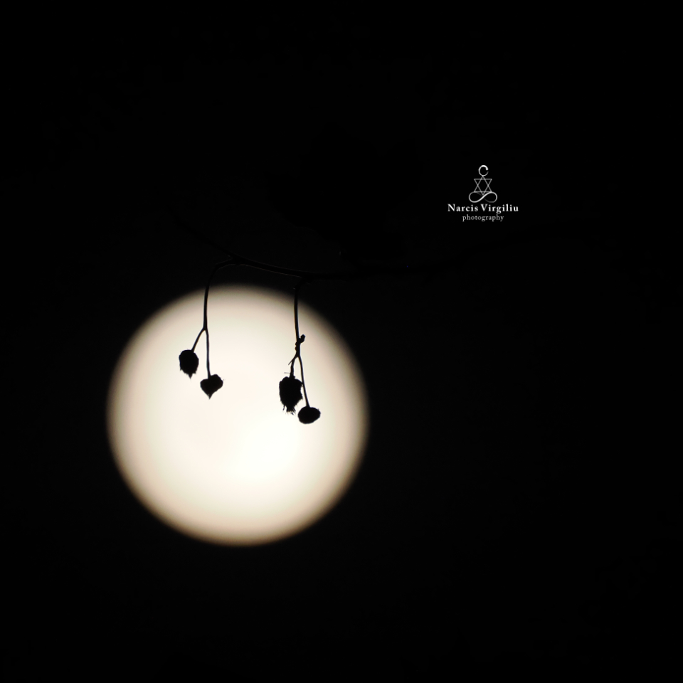 Full Moon 8.08.2025
