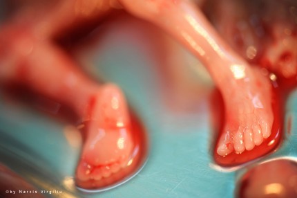 Moments of Truth – Mommy! Why…? © Photography  by Narcis Virgiliu